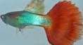 /album/hs-peixes-ornamentais/lebiste-neon-vermelho-jpg/